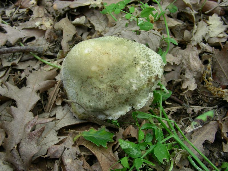 8) Fotografati il 12.06.2012. sotto Quercia (bosco asciutto)